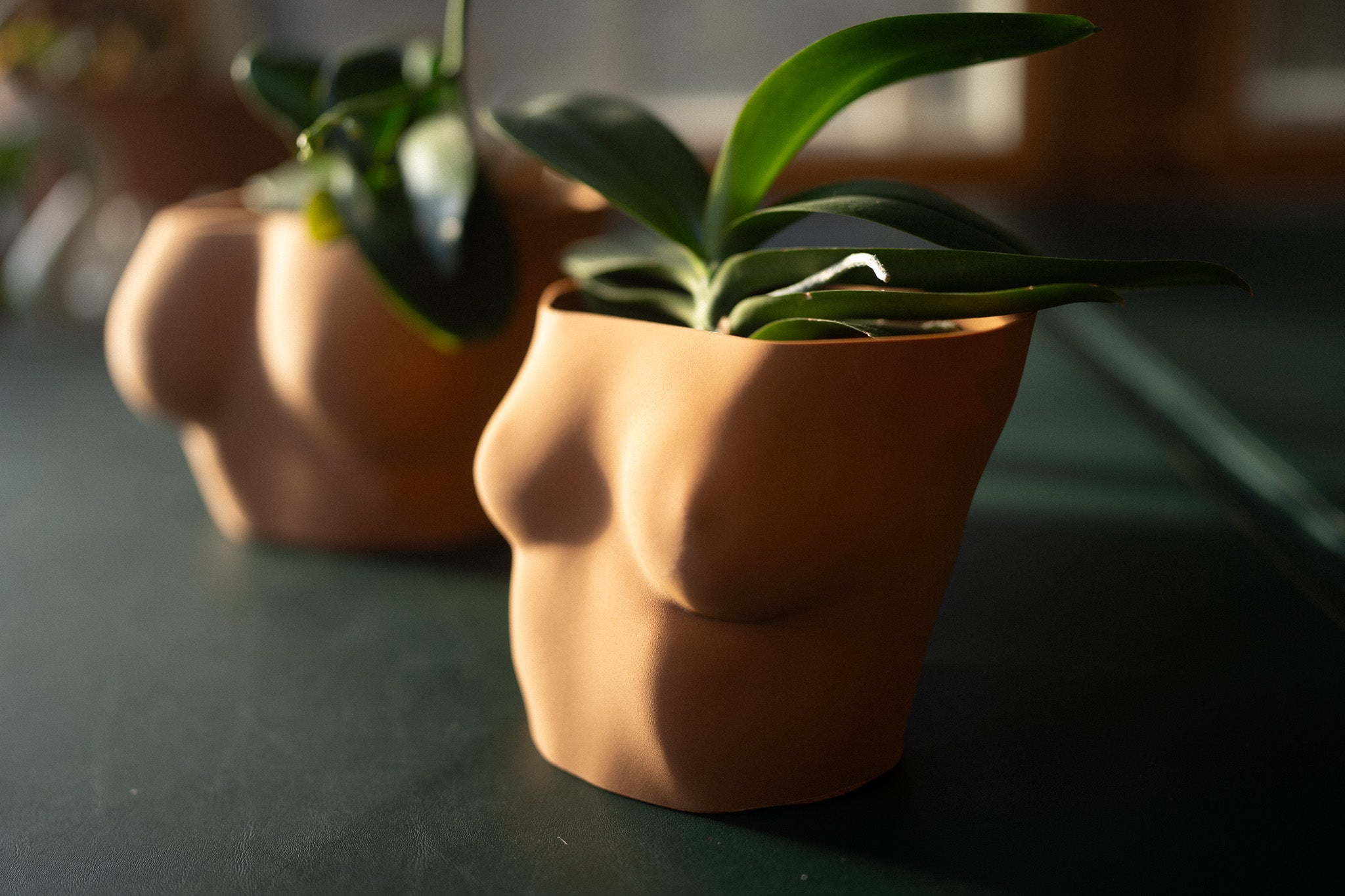Planter {MuseKey}
