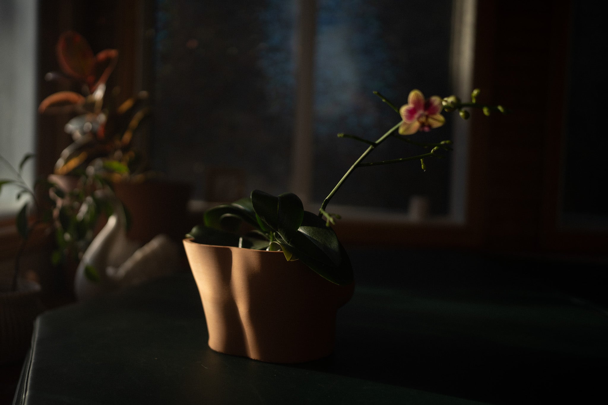 Planter {MuseKey}